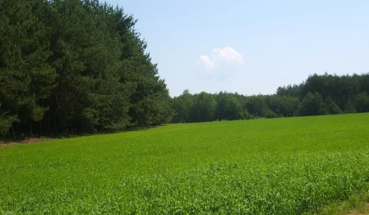 Działka rolna Kąty-Miąski