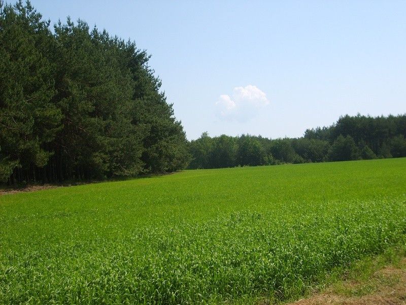 Działka rolna Kąty-Miąski. Zdjęcie 1