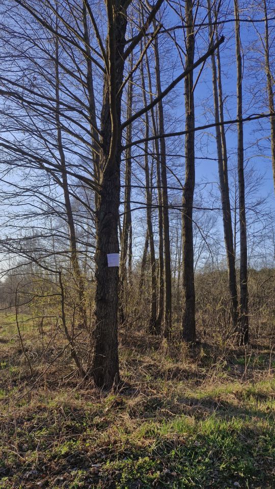 Działka rolna Niedabyl. Zdjęcie 3