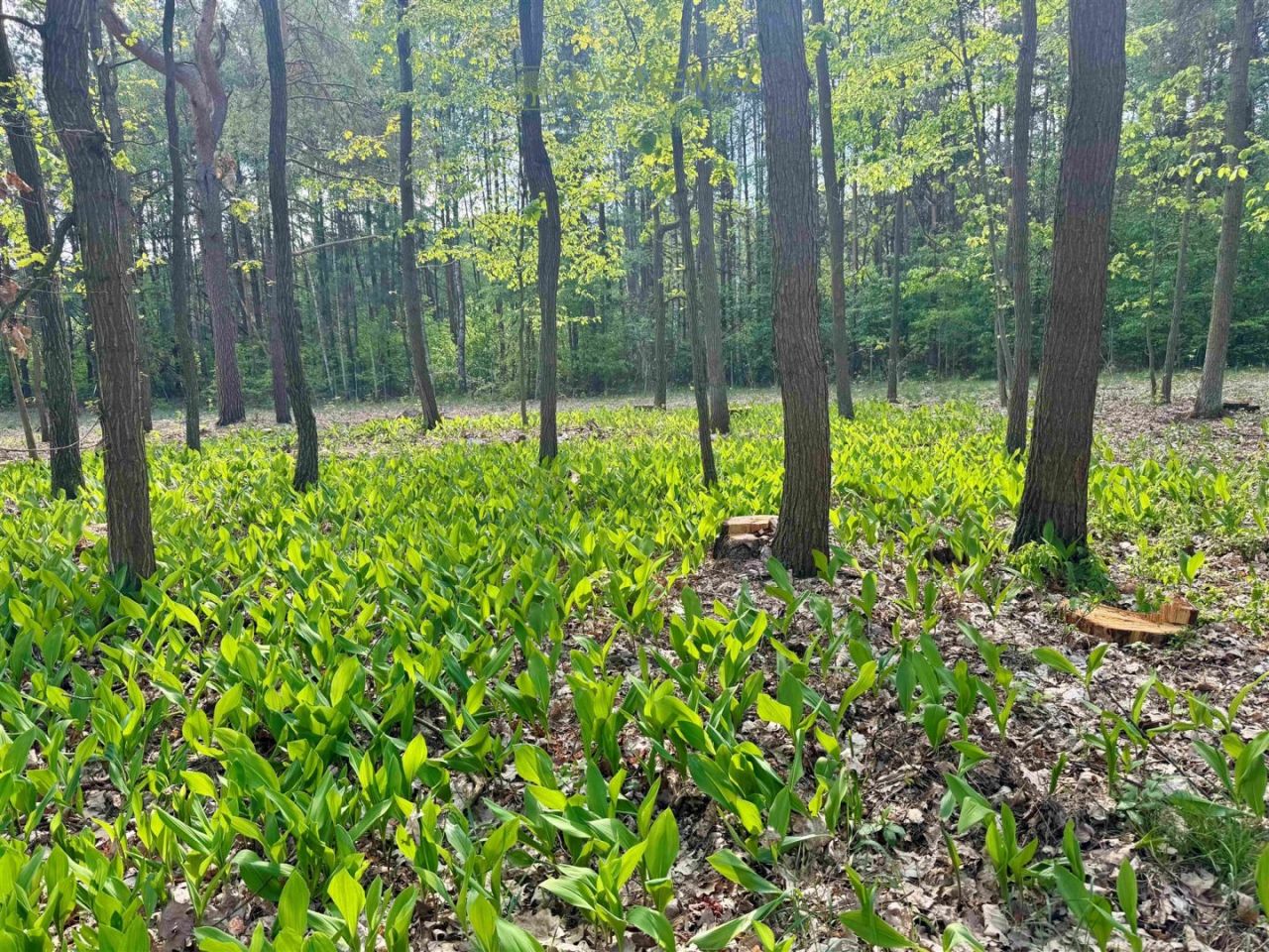 Działka budowlana Rudka. Zdjęcie 1
