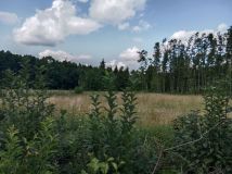 Działka Cisów. Zdjęcie 3