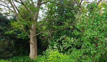 Działka rod Warszawa Elsnerów, ul. Janowiecka