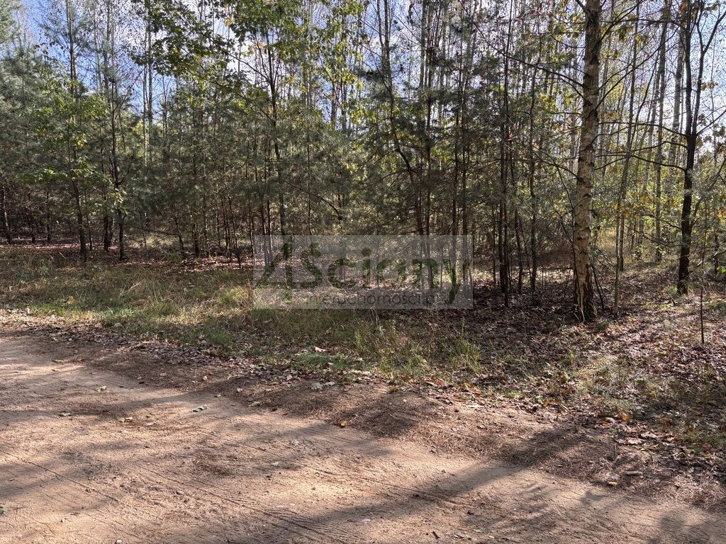 Działka budowlana Dębina. Zdjęcie 4