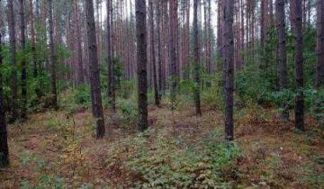 Działka leśna Czechy Orlańskie