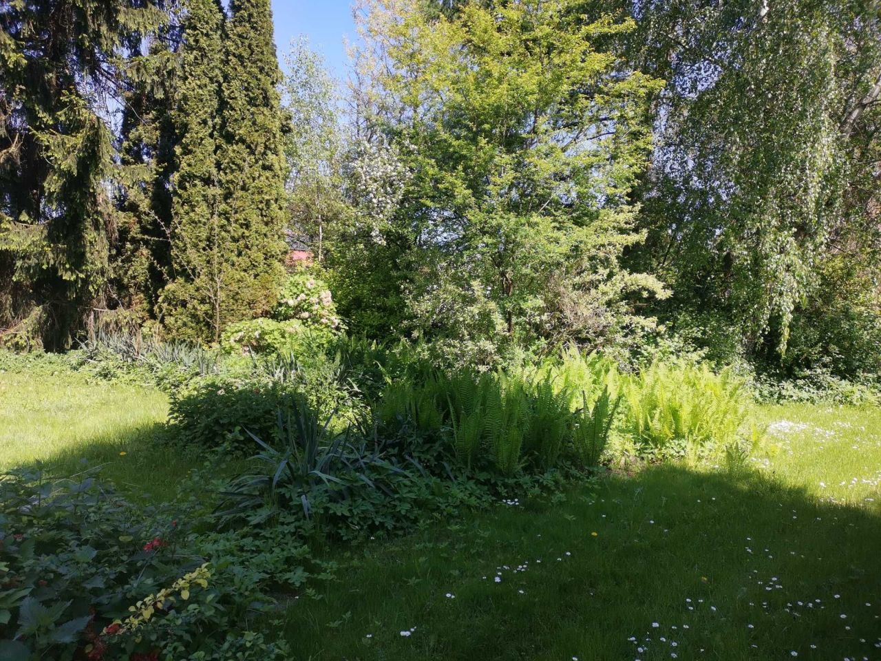Działka siedliskowa Krzak. Zdjęcie 6