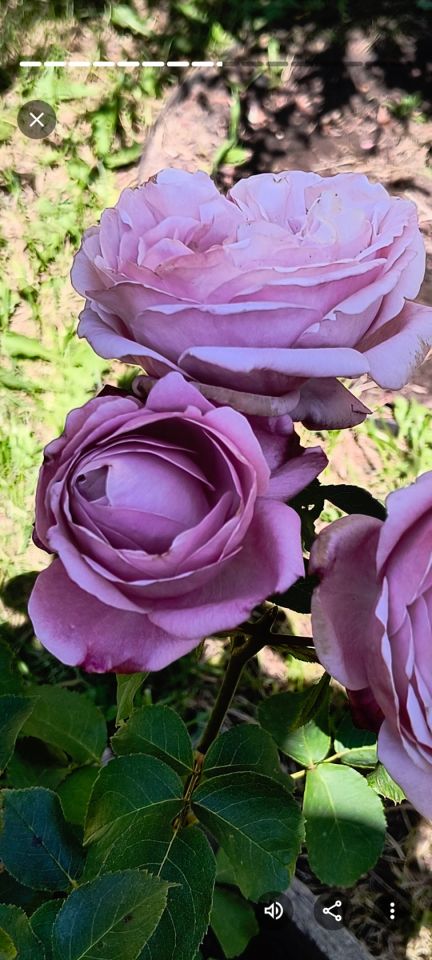 Działka rod Włocławek Lisek, ul. Jastrzębia. Zdjęcie 15