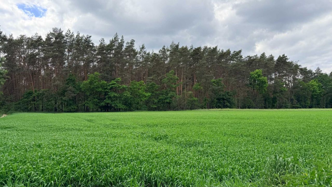 Działka leśna Lewkówka. Zdjęcie 7