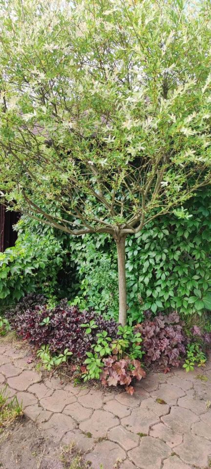 Działka rod Dąbrowa Górnicza. Zdjęcie 7