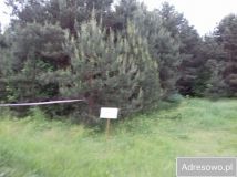 Działka rekreacyjna Kobylin. Zdjęcie 3