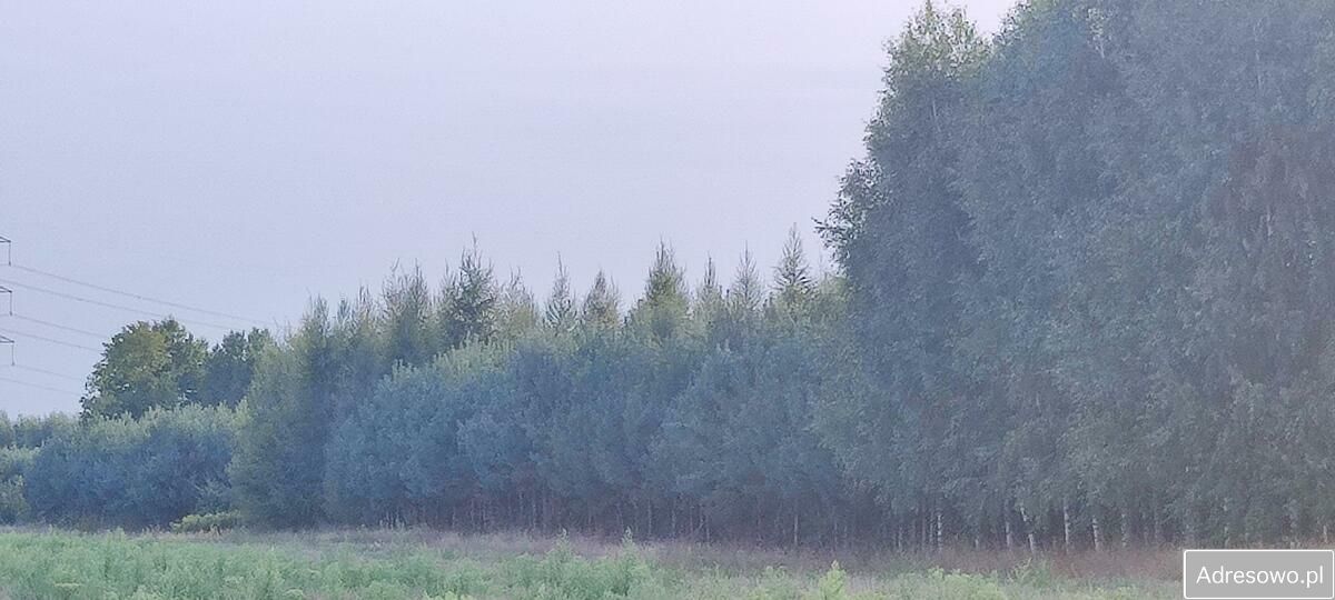 Działka siedliskowa Rosy. Zdjęcie 7