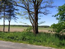 Działka rolna Trzebule. Zdjęcie 1