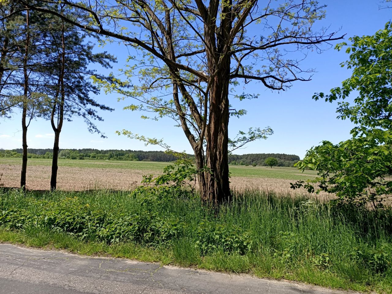 Działka rolna Trzebule. Zdjęcie 2