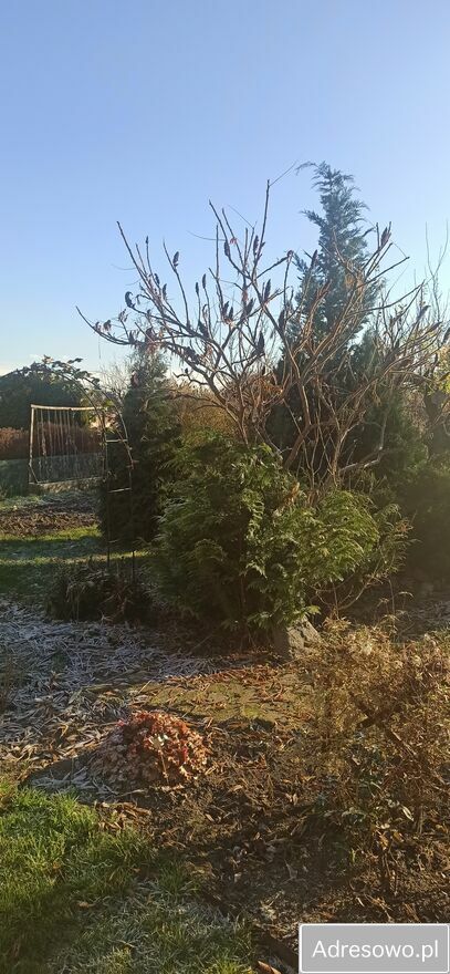 Działka rod Janikowo. Zdjęcie 6