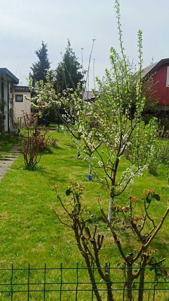Działka rod Władysławowo Cetniewo, ul. Harcerska. Zdjęcie 3