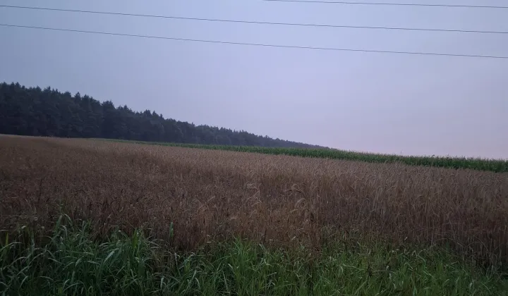 Działka budowlana Wierzbno, ul. Leśna