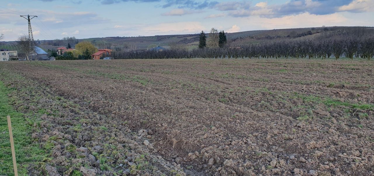 Działka rolna Samborzec, Polanów. Zdjęcie 3