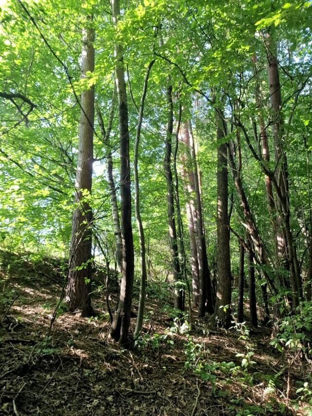Działka leśna Sitnica. Zdjęcie 5