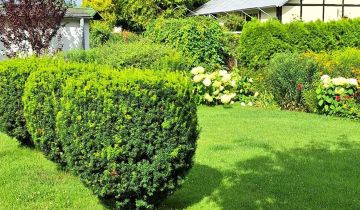 Działka rod Drzewce, ul. Ogrodowa