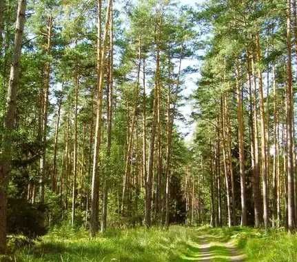 Działka leśna Zubry. Zdjęcie 1