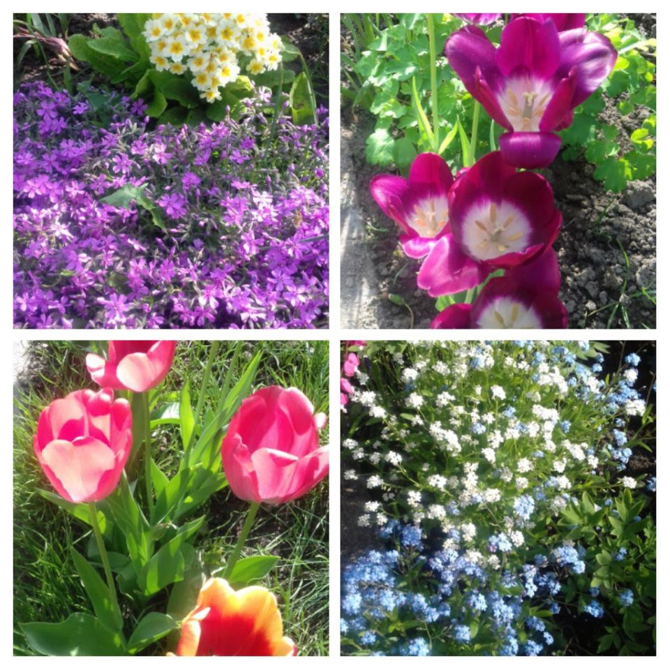 Działka rod Gliwice Sikornik, ul. Rybnicka. Zdjęcie 9