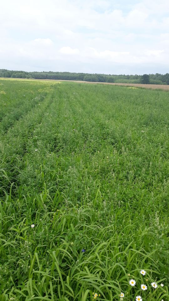 Działka rolno-budowlana Łagiewniki. Zdjęcie 4