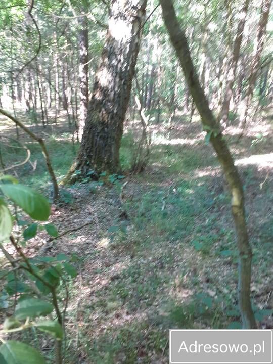 Działka leśna Korczyska. Zdjęcie 3