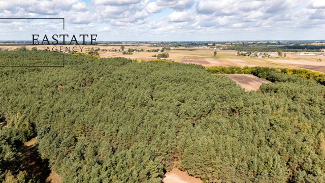 Działka leśna Maurzyce. Zdjęcie 6