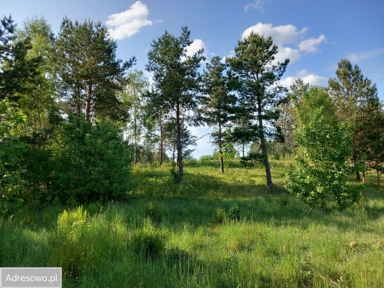 Działka rekreacyjna Żukówko. Zdjęcie 1