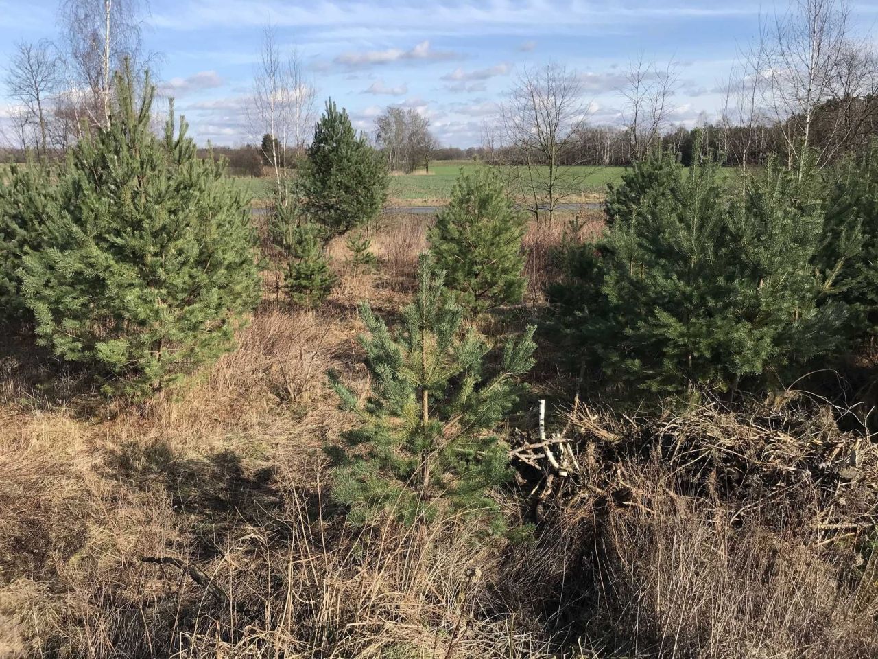 Działka budowlana Siedlce. Zdjęcie 2