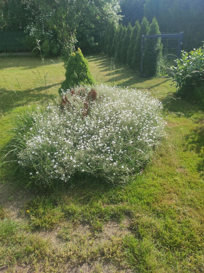 Działka rod Milanówek, ul. Turczynek. Zdjęcie 11