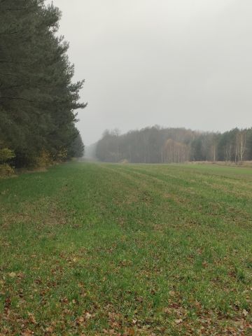 Działka rolna Jasionna. Zdjęcie 4
