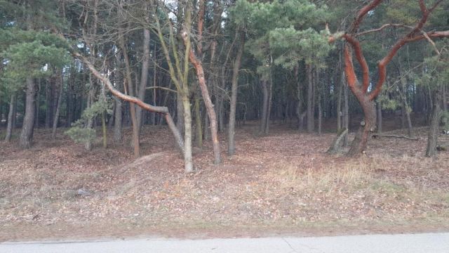 Działka budowlana Skrzeszew, ul. Partyzantów. Zdjęcie 4