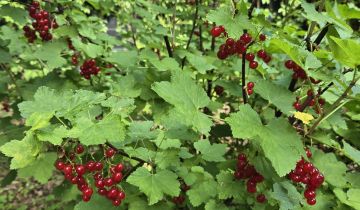 Działka rod Warszawa Mokotów, ul. Racławicka