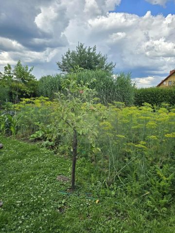 dom wolnostojący Krasice. Zdjęcie 16