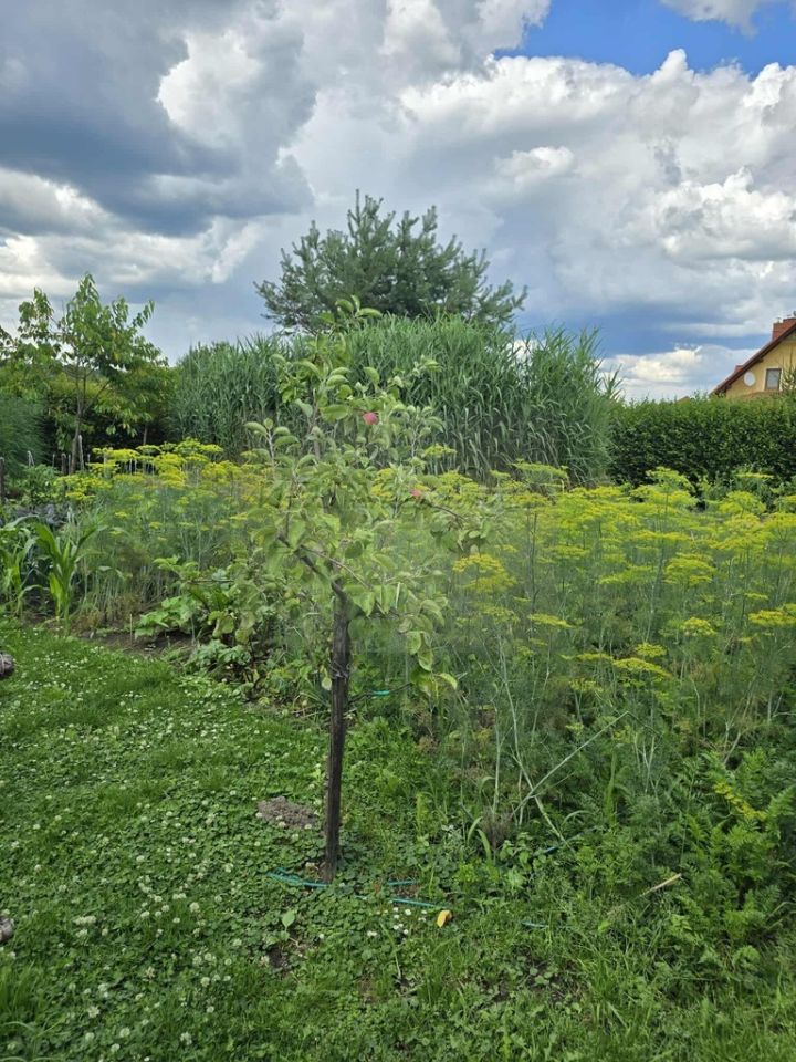 dom wolnostojący Krasice. Zdjęcie 16