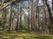 Działka rekreacyjna Łosie, ul. Jeżowa. Zdjęcie 1