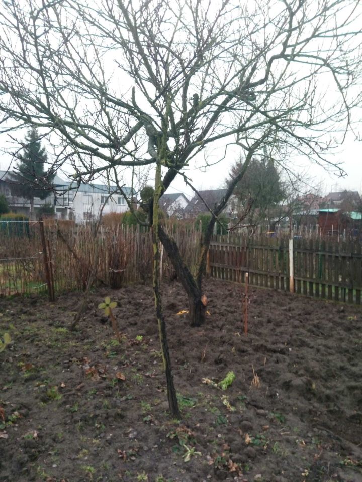 Działka rod Gorzów Wielkopolski, ul. Śląska. Zdjęcie 6