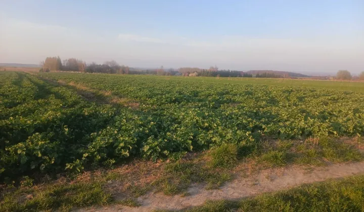 Działka rolna Cianowice