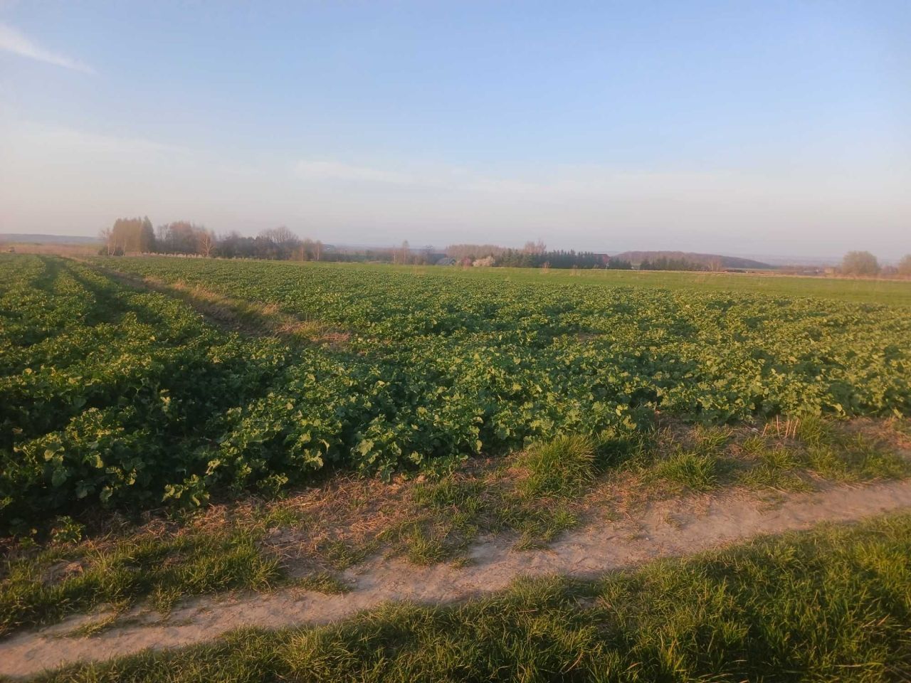 Działka rolna Cianowice