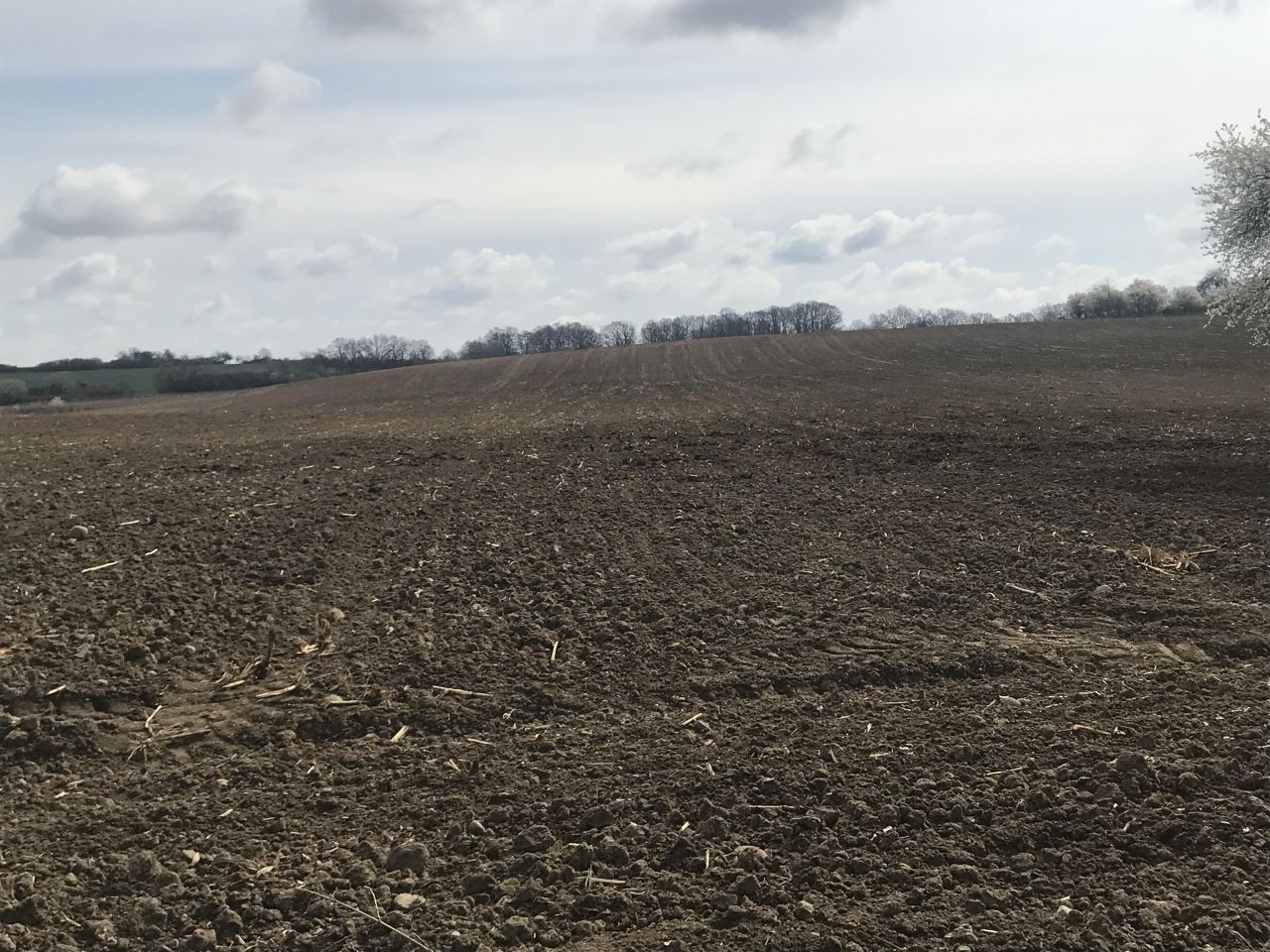 Działka siedliskowa Rogów Wołowski. Zdjęcie 13