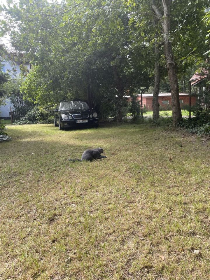 Działka budowlana Dębki. Zdjęcie 1