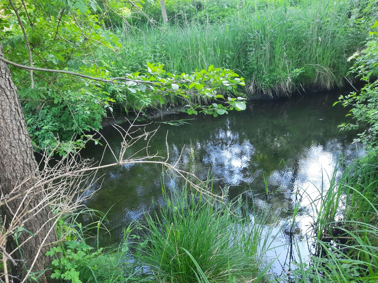 Działka rekreacyjna Minikowo. Zdjęcie 14