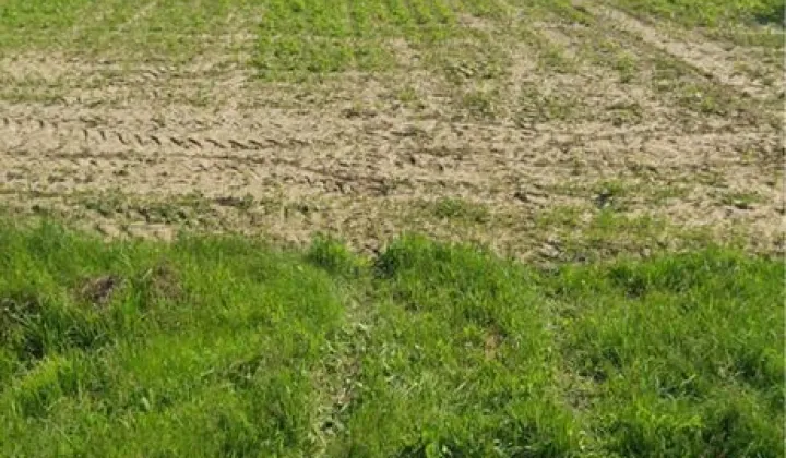 Działka rolno-budowlana Zalesie