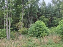 Działka rolno-budowlana Karolewo. Zdjęcie 4