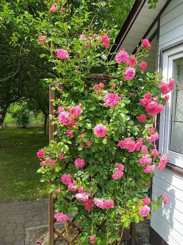 Działka rod Powązki. Zdjęcie 6