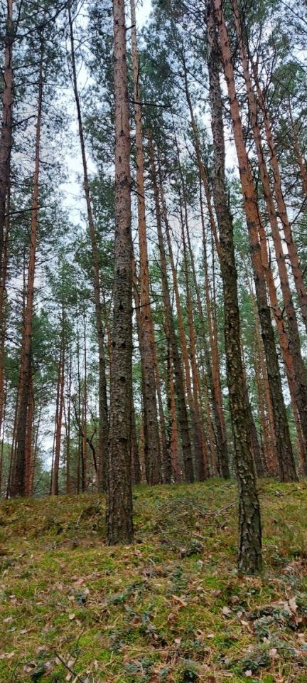 Działka leśna Kruszyna. Zdjęcie 2