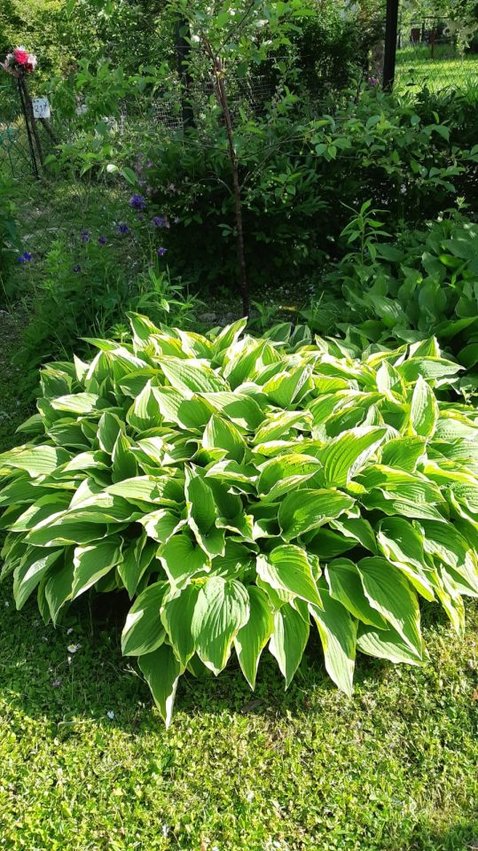 Działka rod Zielona Góra Centrum, ul. Andrzeja Struga. Zdjęcie 5