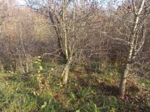 Działka Bystra. Zdjęcie 4