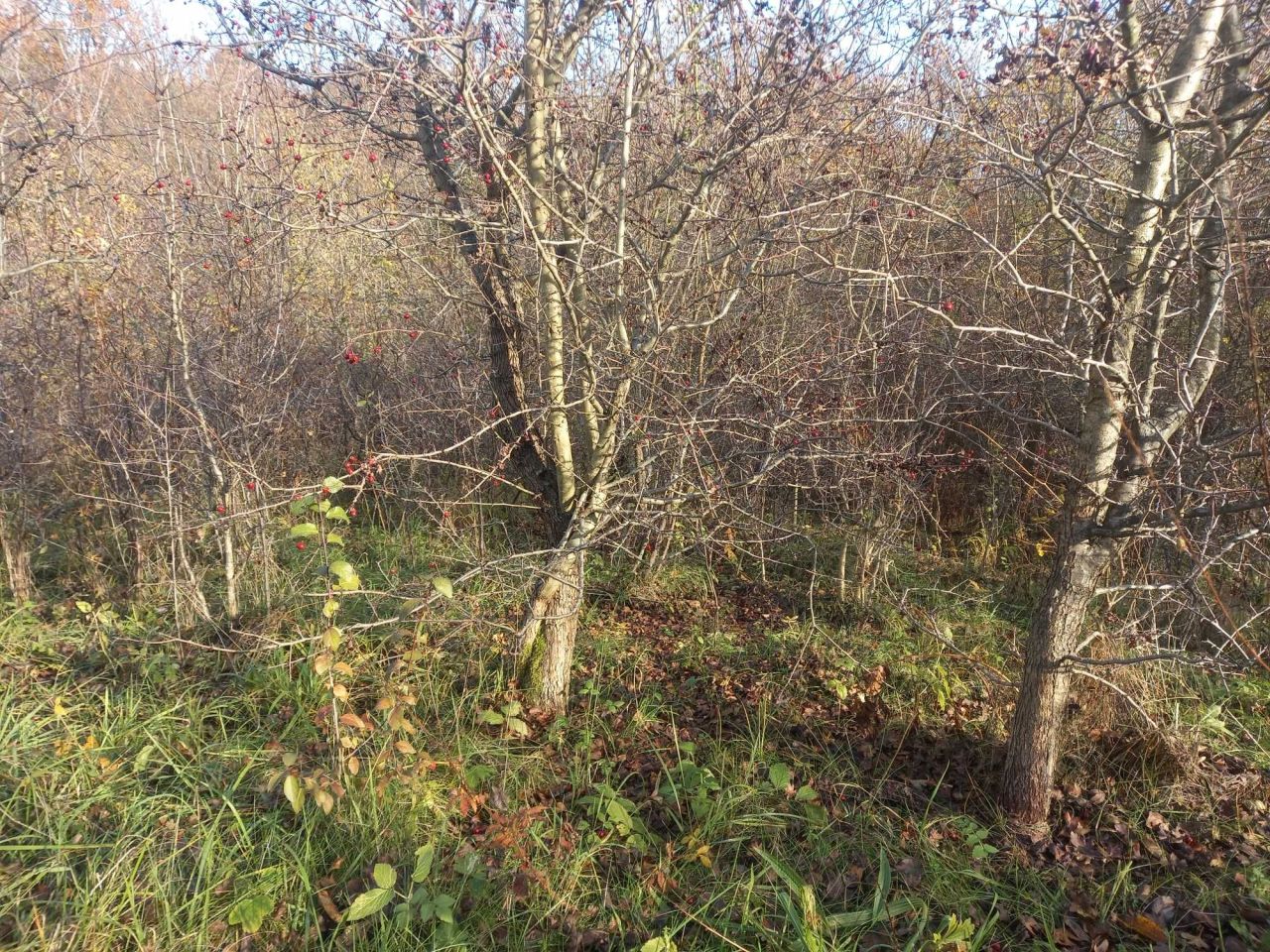 Działka Bystra. Zdjęcie 5