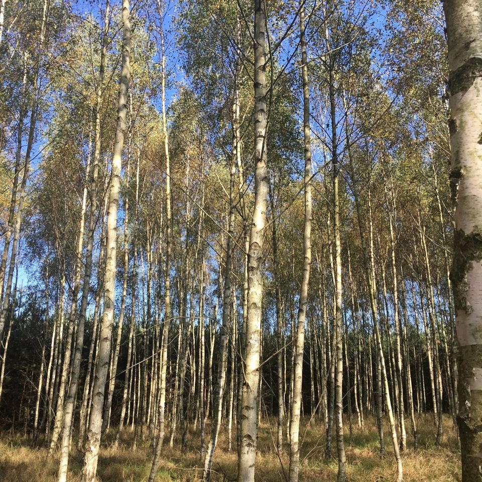 Działka rolno-budowlana Biskupin. Zdjęcie 12